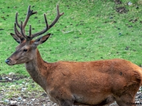 AX2007-Schliersee-Monte_Grappa-05-Paneveggo-049