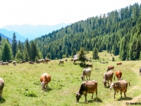 AX2007-Schliersee-Monte_Grappa-06-Passo_Brocon-032