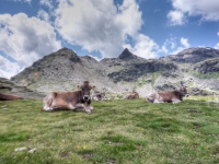 AX2008-Ortler_Umrundung-03-Rabbi-025