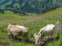 AX2009-Bodensee-Gardasee-04-Schiers-037