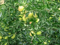 AX2010-Mittenwald-Gardasee-06-Madonna-027