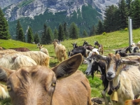 AX2014-Sankt_Anton-Gardasee-07-Riva-0034