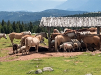 AX2016-Innsbruck-Gardasee-05-St_Apollonia-0063