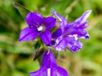 AX2016-Innsbruck-Gardasee-08-Riva-0032