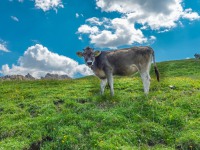 AX2023-Franzensfeste-Gardasee-03-Campitello-di-Fassa-062