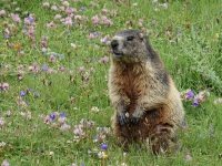 AX2025-Innsbruck-Bassano-del-Grappa-04-Stefansdorf-027